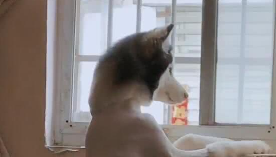 主人喂邻居狗吃东西，二哈在窗口看到了，二哈：你敢背叛我！