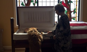 忠犬用力踮脚 只为见主人最后一面 再舔一次那张心爱的脸