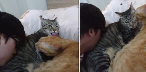 爸爸的吸猫症再发作 该是橘猫椪柑和虎斑跳跳上场啦 爸爸的吸猫症再发作 该是橘猫椪柑和虎斑跳跳上场啦