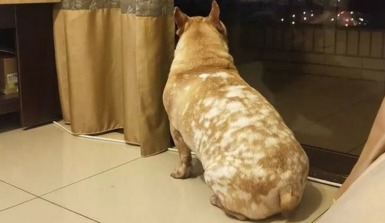 养了大半年的狗褪色了?老总你卖的是斗牛犬還是梅花鹿? 养了大半年的狗褪色了?老总你卖的是斗牛犬還是梅花鹿?
