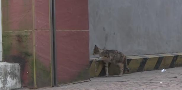 小猫被困缝隙中，猫妈妈不离不弃用叫声求助，路人的举动暖心了