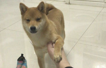 柴犬在土里躺着玩，网友用脚拨拉它，狗：兄弟！这味道辣眼