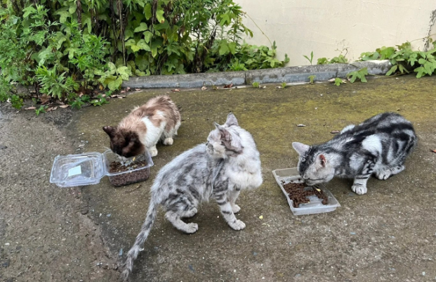 荒无人烟的马路边，生活着7只名贵宠物猫