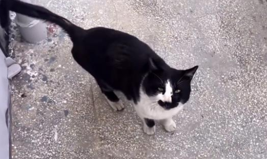 被一只流浪猫赖上，一路跟随几百米，喵星人：带我回家