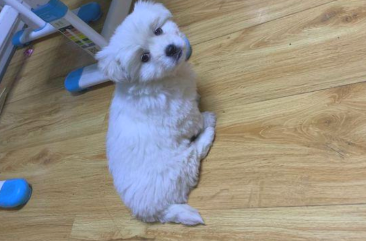 回家了时被流浪犬拦下去向，女生轻轻地踢一下，狗狗行为让人啼笑皆非