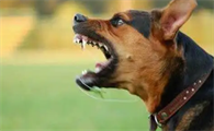 小狗有狂犬病毒什么症状表现