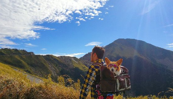 柯基犬在繁殖场被救 幸遇把拔带它旅游看世界 柯基犬在繁殖场被救 幸遇把拔带它旅游看世界