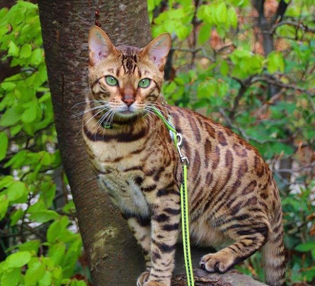 铲屎官遛猫时，家猫竟对流浪猫一见钟情，原地苦等几小时