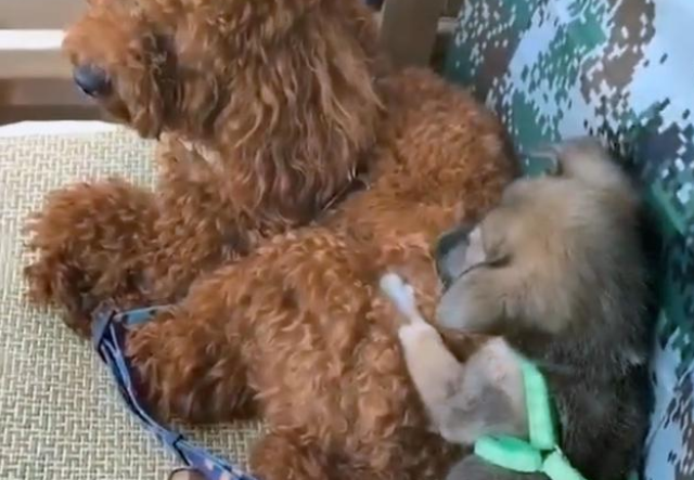 小土狗被丢大街上，任其自生自灭，为什么总有人瞧不起田园犬