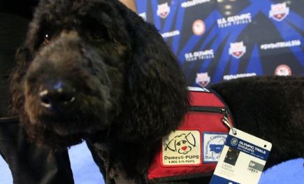 美国游泳队秘密武器 毛茸茸治疗犬解压激发实力