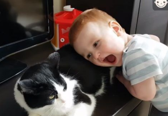 亲猫狂 人类弟弟超爱他的猫哥哥 亲猫狂 人类弟弟超爱他的猫哥哥