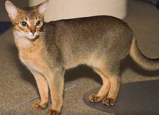 阿比西尼亚猫养后感