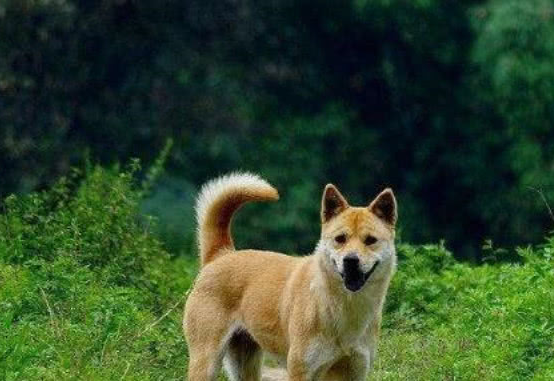 奶奶捡到流浪犬，小家伙听见“主人”就掉泪，奶奶看过心痛不己