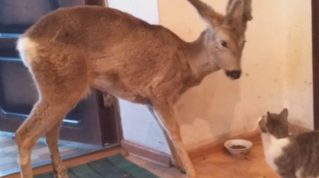野鹿闯入大门直攻猫咪饭碗 猫咪整个都吓傻了