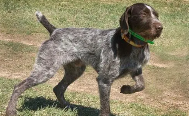 指示犬和一般的宠物犬相比,饲养难度更大吗? 指示犬和一般的宠物犬相比,饲养难度更大吗?