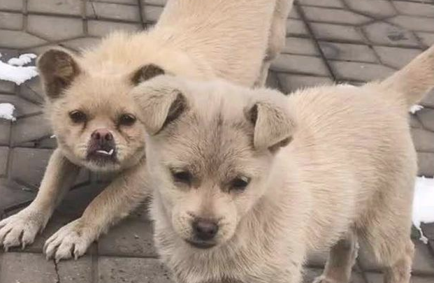 流浪犬在雪地里不离不弃，看上去像交往许久的“难兄难弟”，心酸