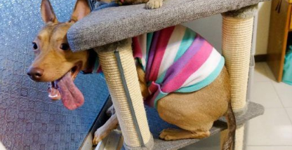 温暖!治愈犬和爱人猫的大家庭 有故事的一狗三猫 温暖!治愈犬和爱人猫的大家庭 有故事的一狗三猫