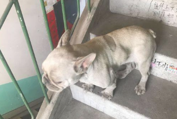 男孩儿在大门口捡到只狗狗,朋友见到:这并不是个一般的流浪犬 男孩儿在大门口捡到只狗狗,朋友见到:这并不是个一般的流浪犬