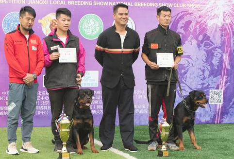 被很多城市禁养，仍然還是有许多人喜爱罗威纳，它是为何？