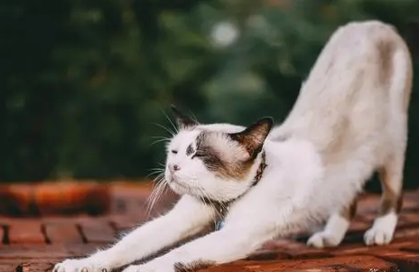 铲屎官网购九块兔皮给自家猫咪,却遭人批评,一句反驳的话惹众怒 铲屎官网购九块兔皮给自家猫咪,却遭人批评,一句反驳的话惹众怒