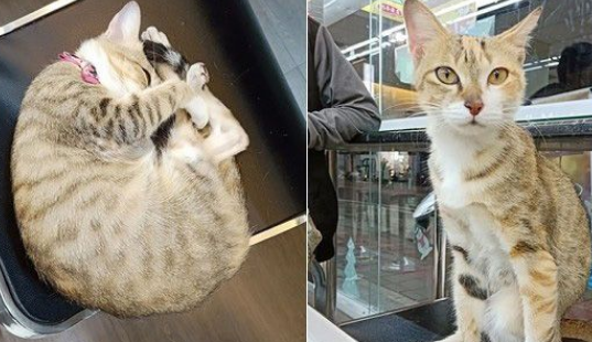 超商突然出现可爱的猫  每晚回来等待弃养它的主人