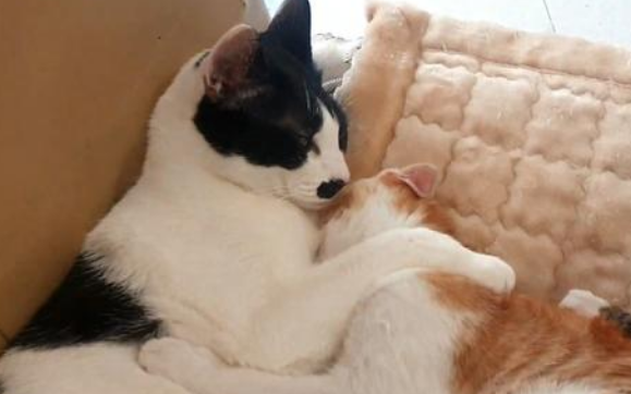 偶遇独自流浪的小猫，把它带回家后，猫妈妈找上门要孩子
