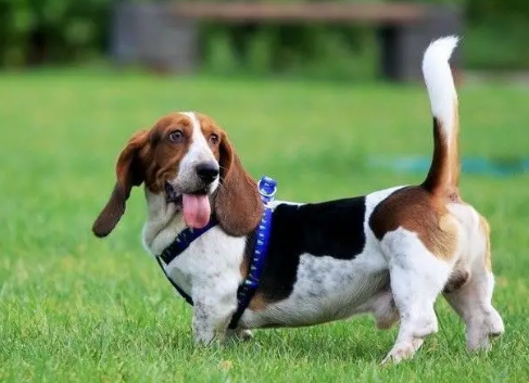 巴吉度犬