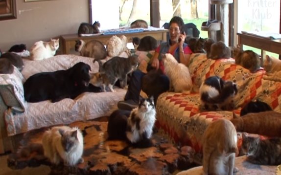 被700只猫咪包围是什么感觉?简直就是爱猫人的天堂 被700只猫咪包围是什么感觉?简直就是爱猫人的天堂