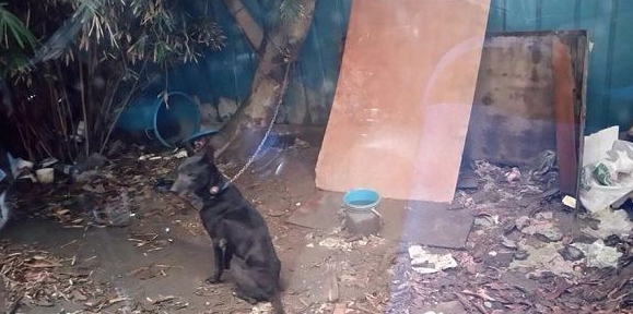 露宿户外老黑狗 台风来前获救援