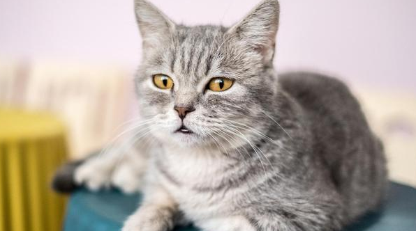 国外为什么禁止给猫做绝育