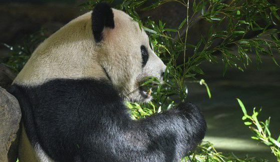 这个怪东西能吃? 试10天熊猫才愿吃水煮蛋