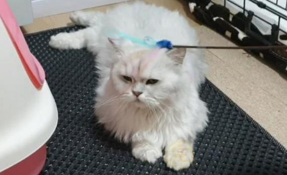 见人就撒娇的流浪猫,竟是名贵品种猫,为了食物它努力讨好路人 见人就撒娇的流浪猫,竟是名贵品种猫,为了食物它努力讨好路人