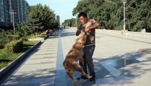 小狗咬出网上在逃烦人 狗主照样有赔偿责任