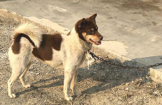 土狗为自己一个起了个名,叫"四眼奶牛",感觉自身像奶牛