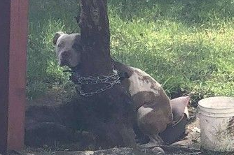 比特犬被主人绑树上虐待 幸得志工和警察帮助获得解救 比特犬被主人绑树上虐待 幸得志工和警察帮助获得解救