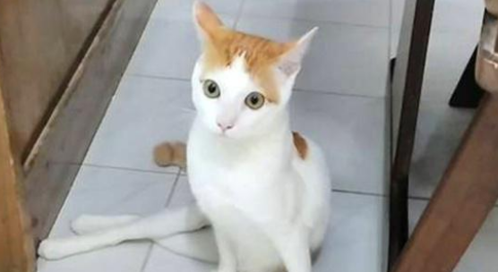 残疾猫被嫌弃，无人领养，遇到她之后被宠成了小公主！