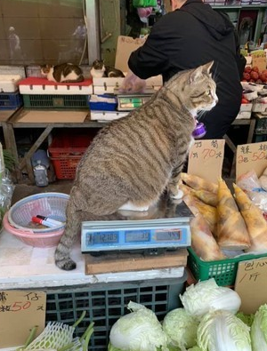 肥美嫩猫躺菜摊3条100元 走过路过不要错过