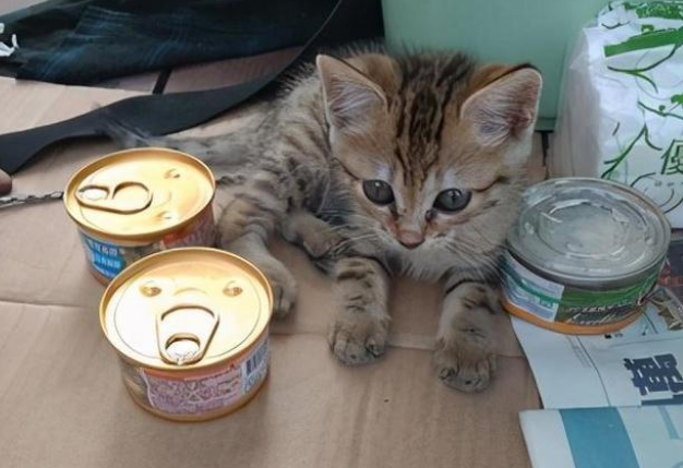 流浪汉赤裸上身却把衣服给小猫:它不是流浪猫! 流浪汉赤裸上身却把衣服给小猫:它不是流浪猫!