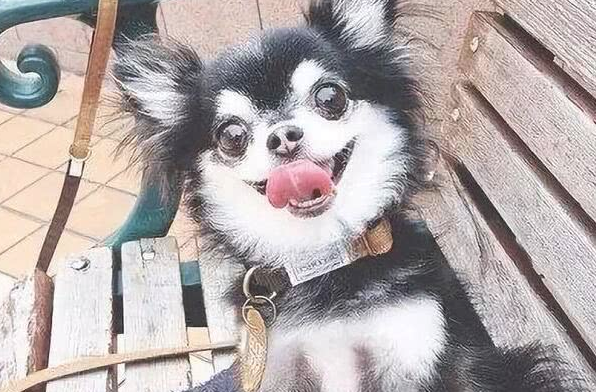 二哈和吉娃娃一见钟情,生出去的小奶狗,看起来太逗比了! 二哈和吉娃娃一见钟情,生出去的小奶狗,看起来太逗比了!