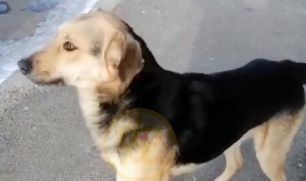 流浪狗赖在车子上,赶也赶不走,好心人犯了难,该不该留下它? 流浪狗赖在车子上,赶也赶不走,好心人犯了难,该不该留下它?