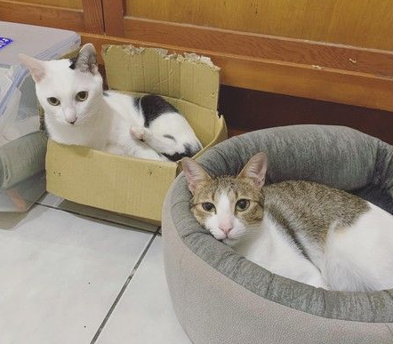 猫大盗被当场抓包 超级逗趣的现行犯模样 猫大盗被当场抓包 超级逗趣的现行犯模样