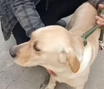 黑心狗贩子伤天害理,把狗狗圈禁在狗肉店,狗狗的目光令人泪崩 黑心狗贩子伤天害理,把狗狗圈禁在狗肉店,狗狗的目光令人泪崩