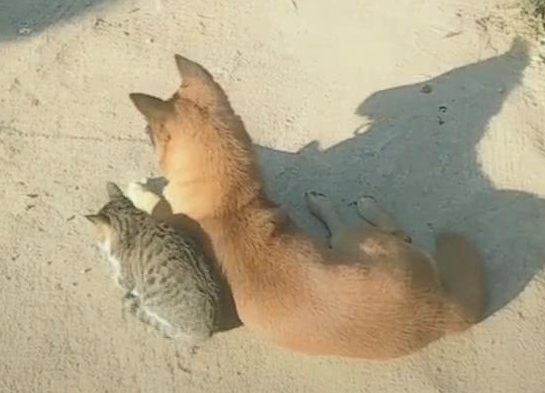 小伙巧遇猫跟狗,猫靠在狗的身旁,网民:气体中散发着恋爱的味道 小伙巧遇猫跟狗,猫靠在狗的身旁,网民:气体中散发着恋爱的味道