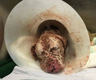 比特犬被蜜蜂螫成大花脸 抛弃在医院孤单疗伤