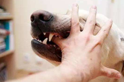 两只爱犬把男主人活生生咬死 真是令人心寒 两只爱犬把男主人活生生咬死 真是令人心寒