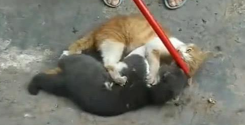 宠物猫第一次到乡下，五分钟后意外发生，网友：土猫看不起宠物猫