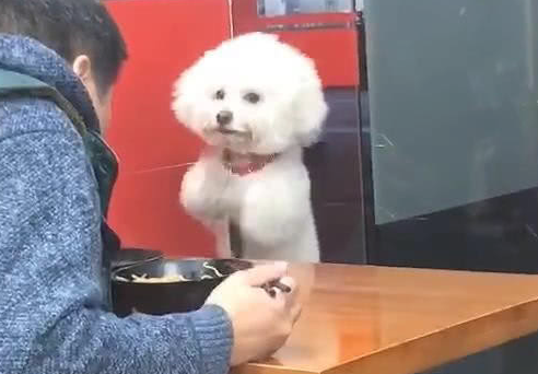 小泰迪见主人不为自己食材吃,站立起来冲着主人作揖,网民:它是狗精 小泰迪见主人不为自己食材吃,站立起来冲着主人作揖,网民:它是狗精