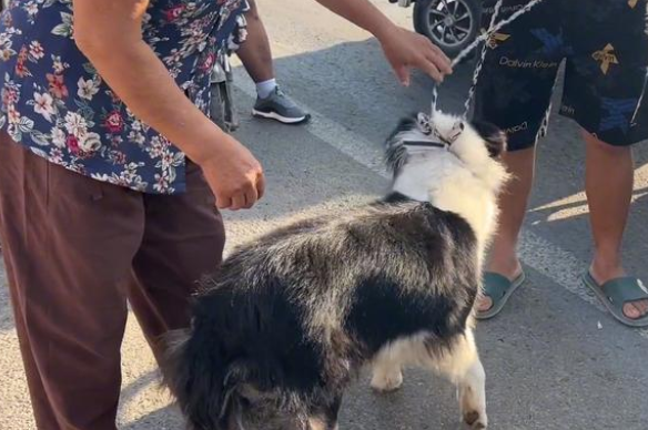 河南:700块狗贩迫不及待买边牧,大妈觉得亏,路人:你是中奖了 河南:700块狗贩迫不及待买边牧,大妈觉得亏,路人:你是中奖了