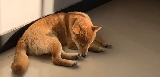 柴犬醒来发觉又“上当受骗”了,主人又看不到了,狗:因为我去玩