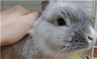 英国斑点兔耳朵起皮是怎么回事